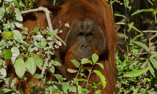 Видео. Орангутанги острова Борнео. Калимантан. Индонезия. 4К.