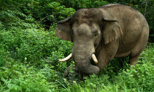 Видео. Дикие суматранские слоны. Индонезия. 4К.